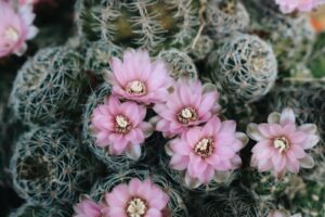 Photo Cactus, Dance